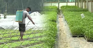 সবজি চারা উৎপাদনে দেশজুড়ে খ্যাতি ছড়িয়েছে বগুড়ার ৫ গ্রাম